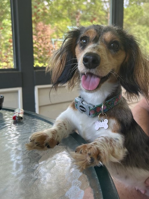 Aria — longhaired chocolate and cream piebald dachshund